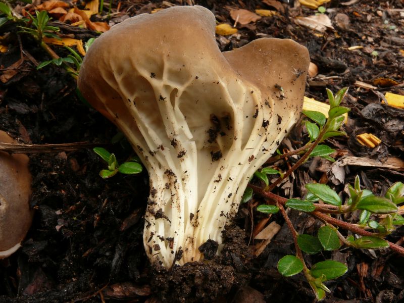 Ацетабула звичайна або гельвелла звичайна або лопастник звичайний - Helvella acetabula Quel.. або Acetabula vulgaris або Paxina acetabulum